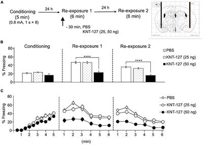 Selective δ-Opioid Receptor Agonist, KNT-127, Facilitates Contextual Fear Extinction via Infralimbic Cortex and Amygdala in Mice